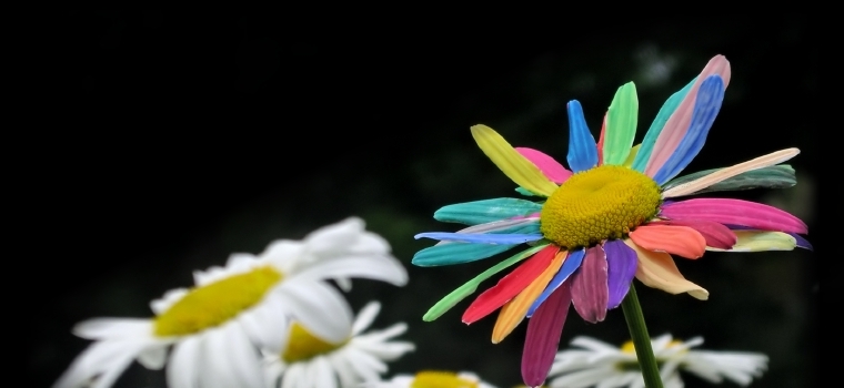 Striking imageof garden daisy with painted petals standing out from the others
