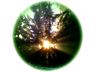 Sun shining through forest trees